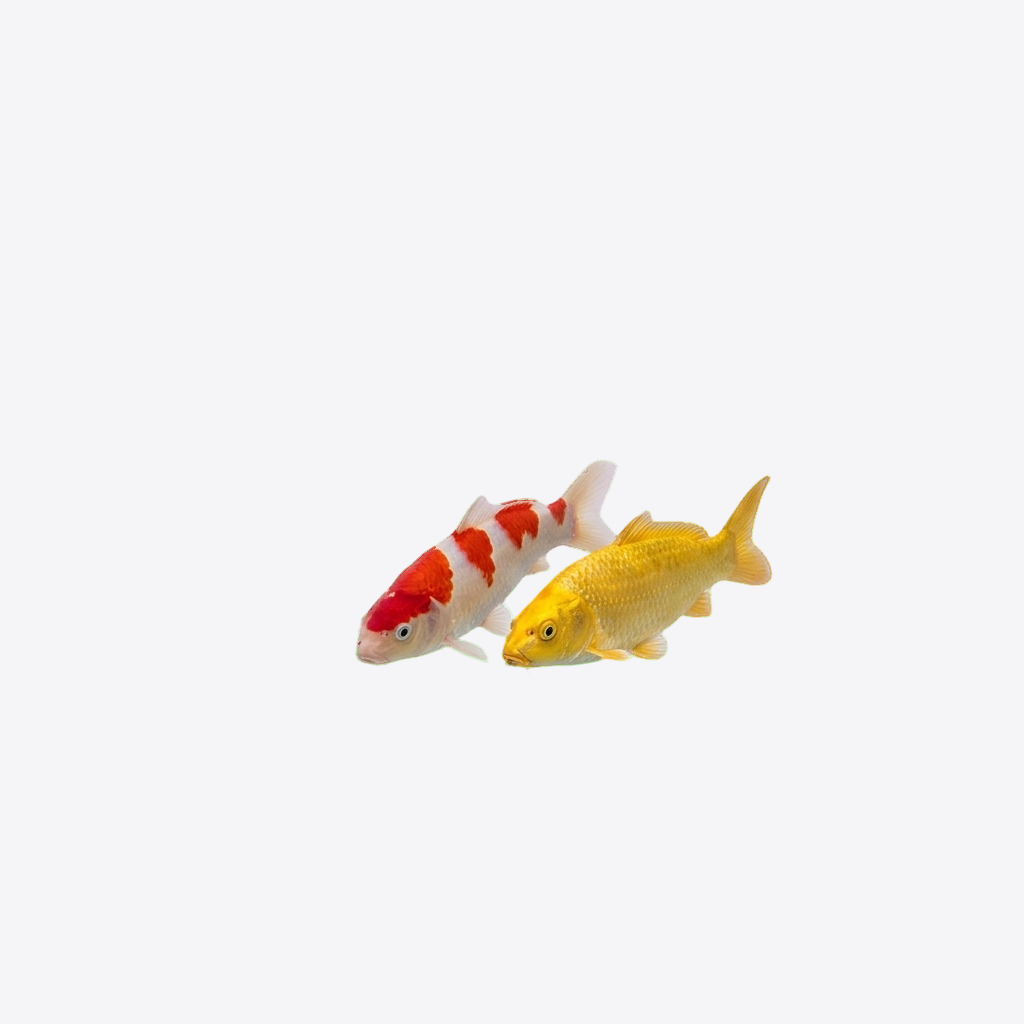 Transport-Set: Transporttüten, Gummiringe und O²