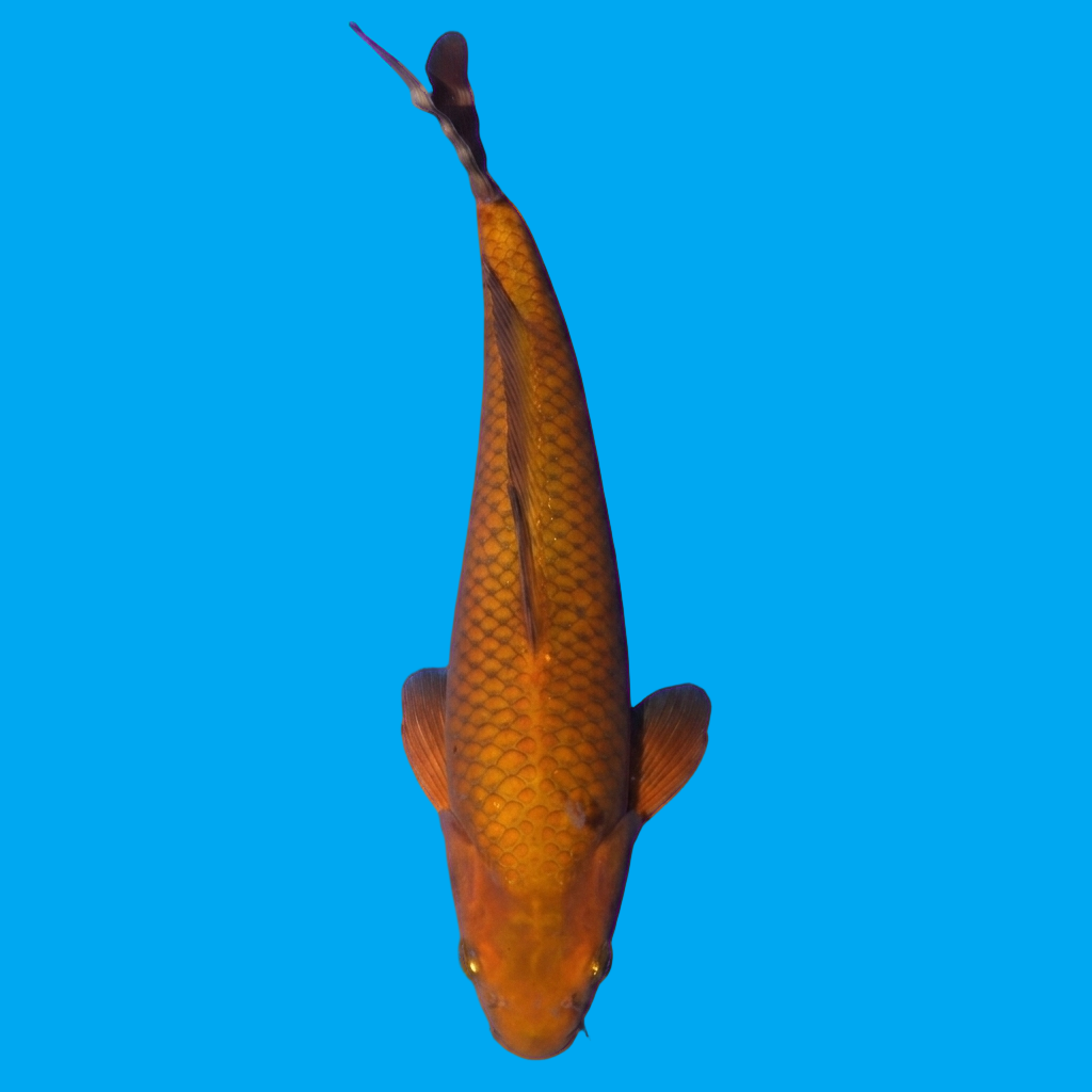 Chagoi