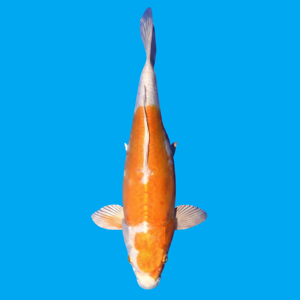 Doitsu Orenji Hariwake