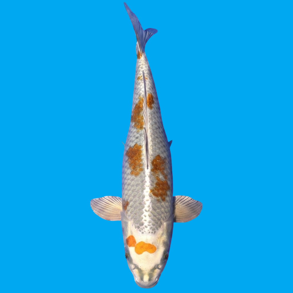 Kujaku