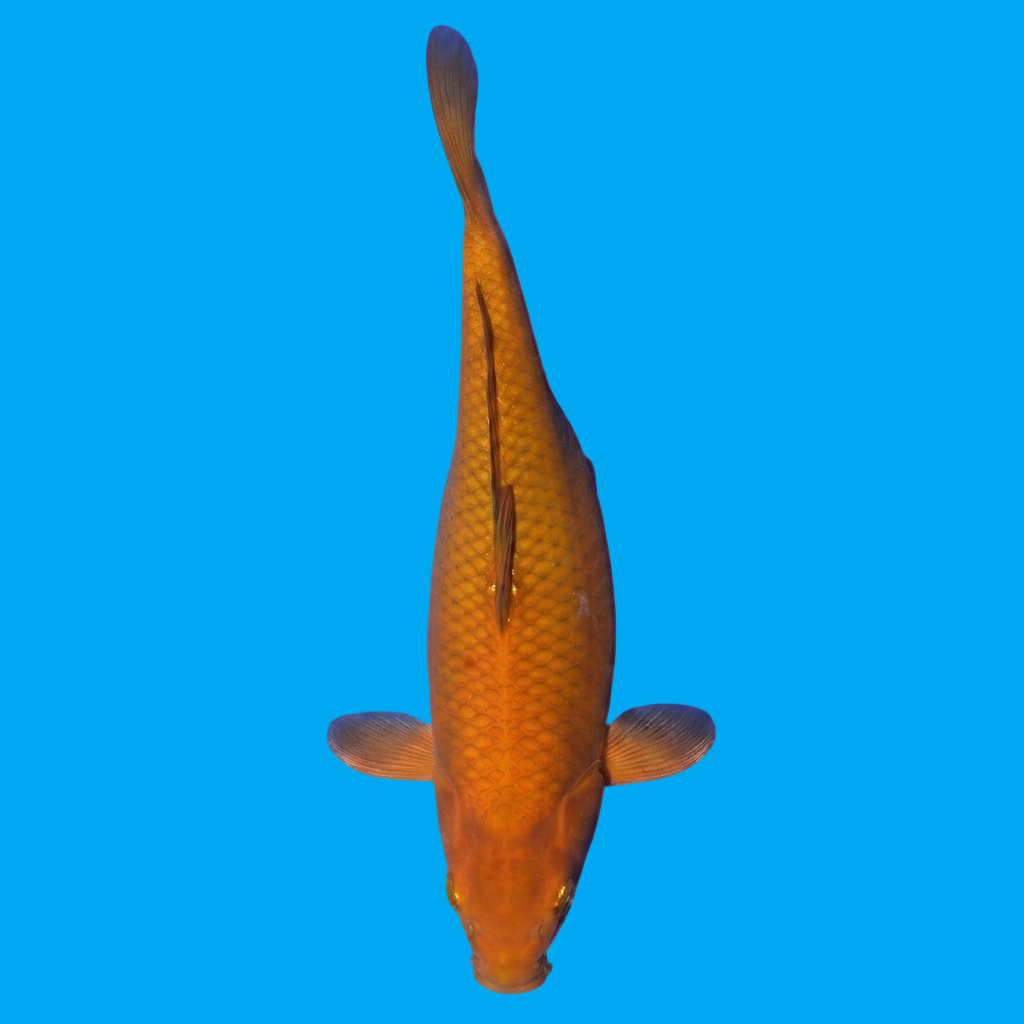 Chagoi