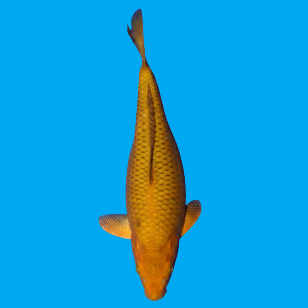 Chagoi