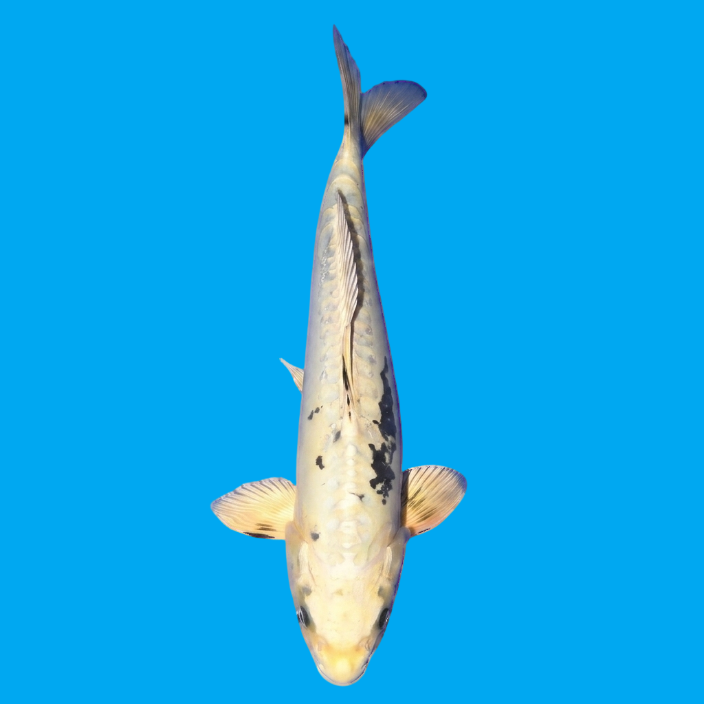 Kikokuryu