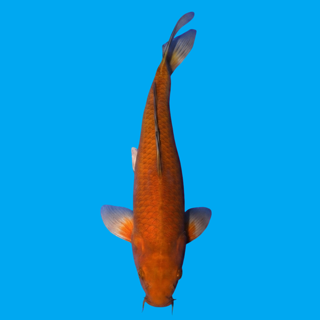 Chagoi