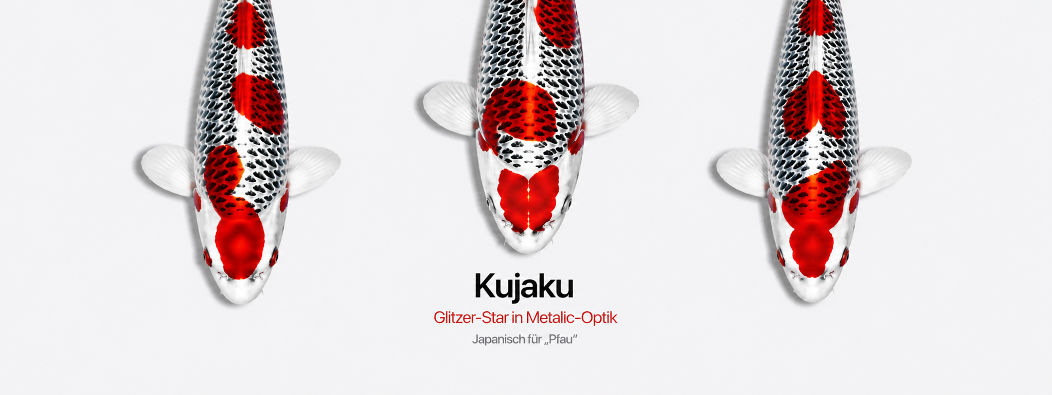 banner_kategorie_kujaku-koi-001