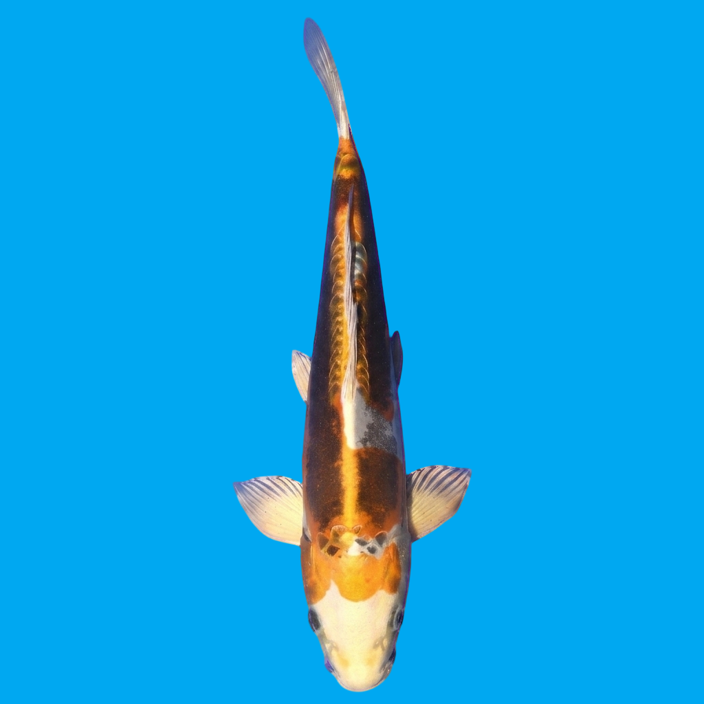 Beni Kikokuryu