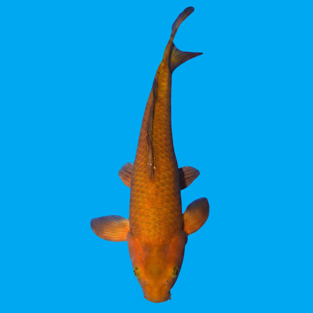 Chagoi
