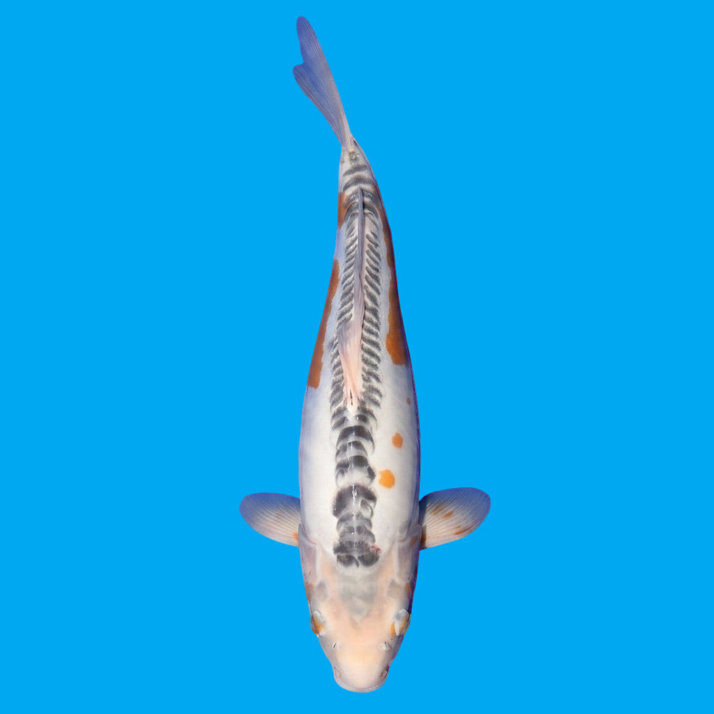 Shusui