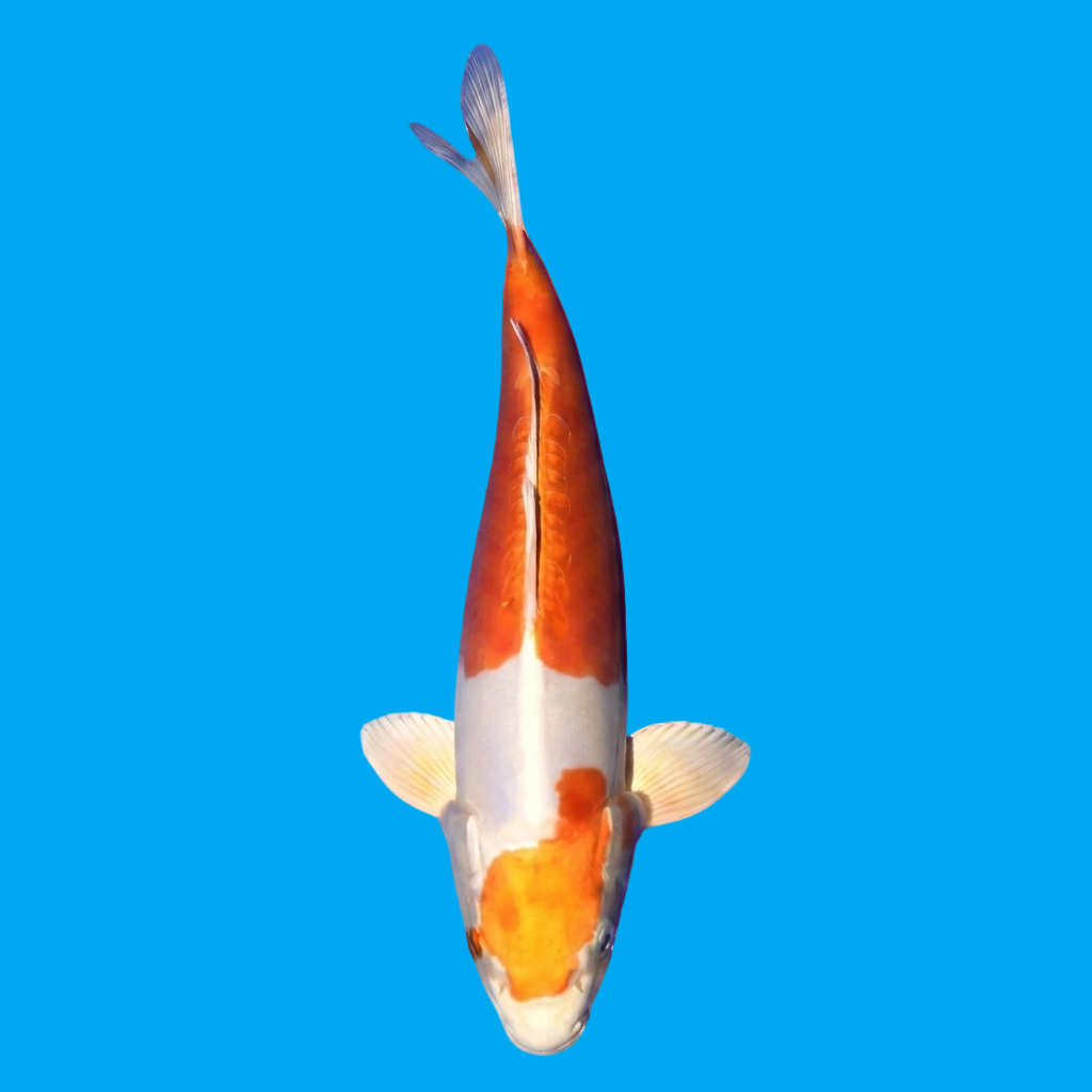 Kikusui