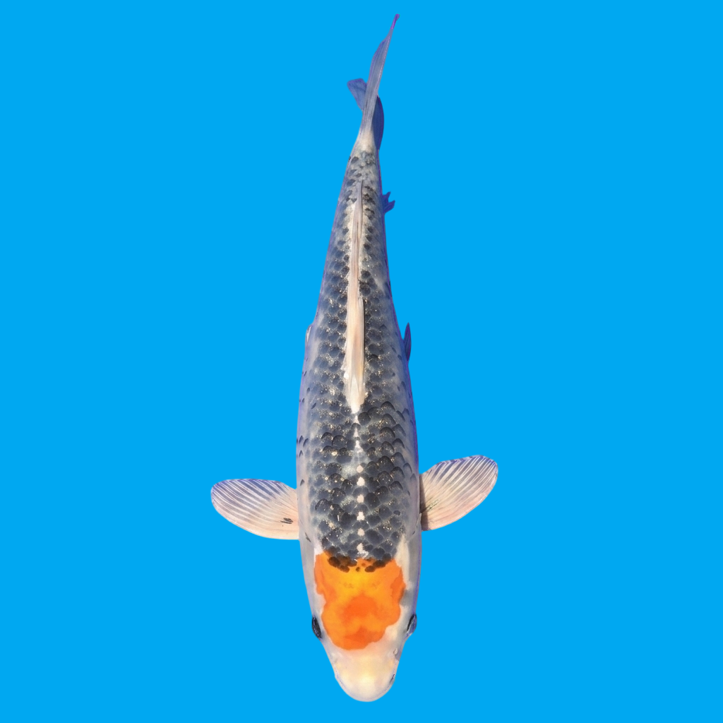 Tancho Kujaku