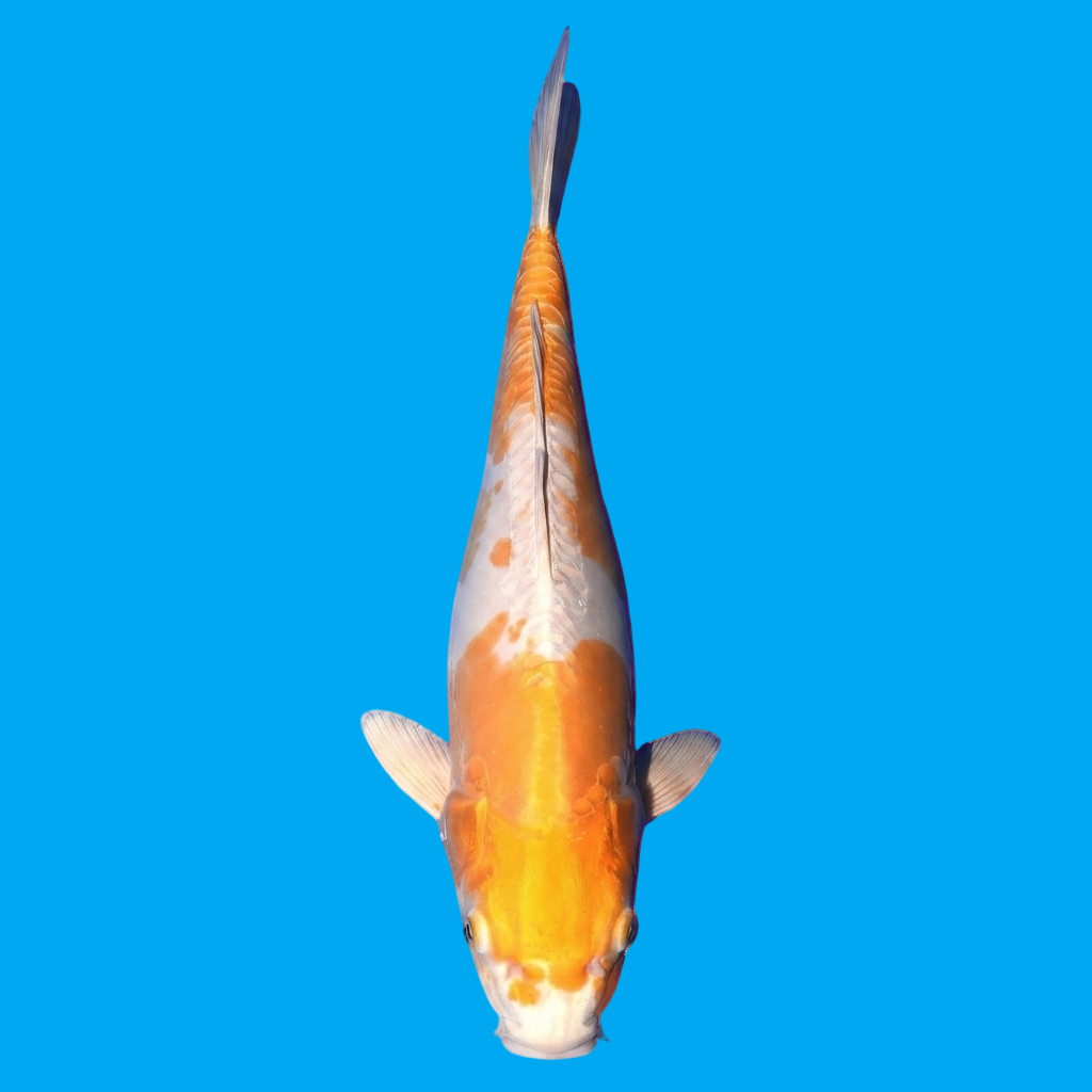 Doitsu Orenji