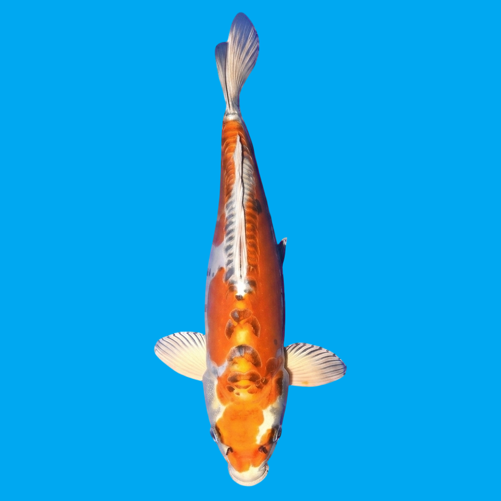 Beni Kikokuryu