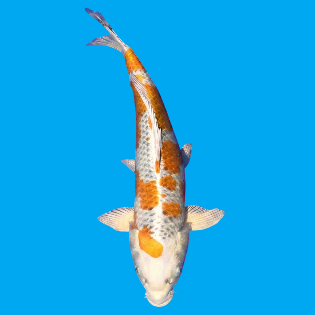 Kujaku