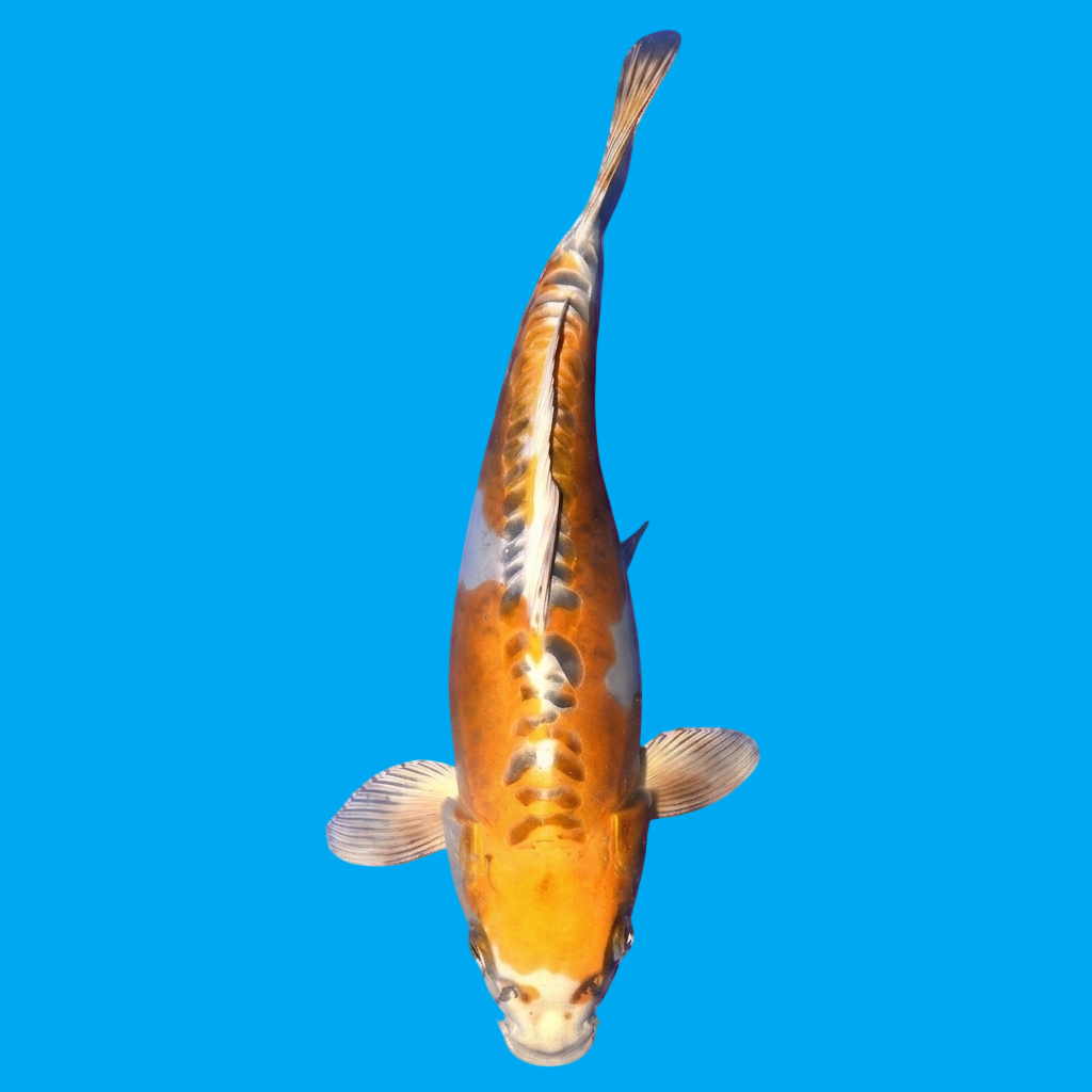 Beni Kikokuryu