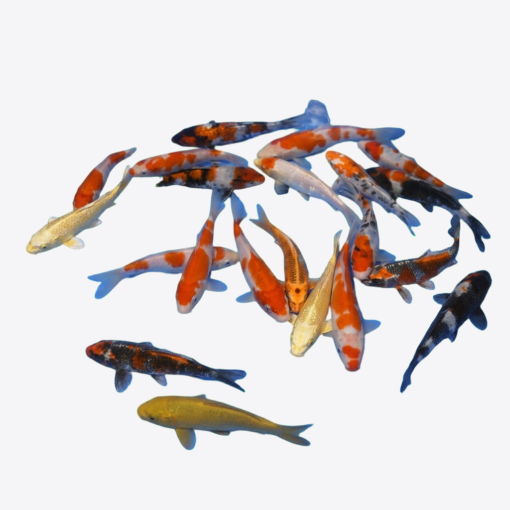 Tosai Mix 2025 (15-22cm) Züchter Suda R2C