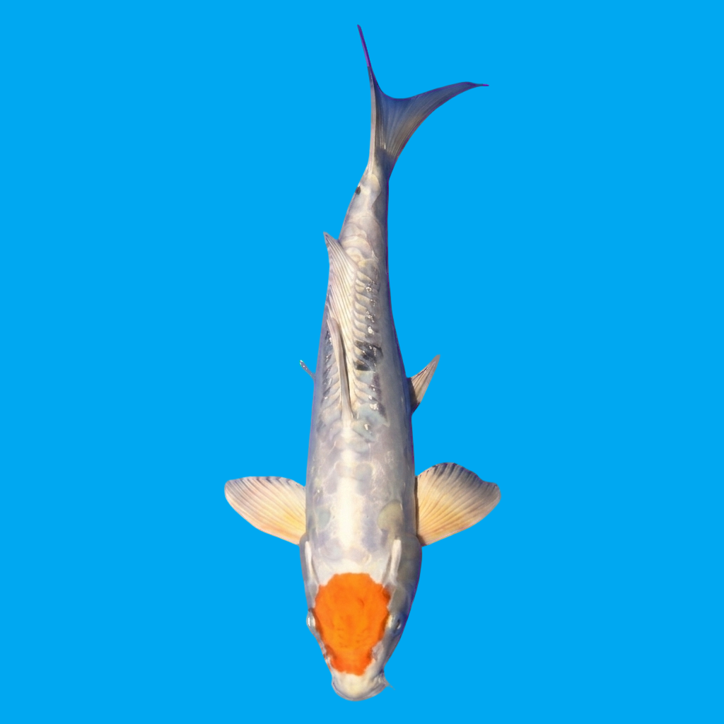 Tancho Yamatonishiki