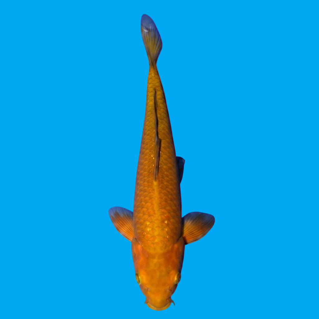 Chagoi