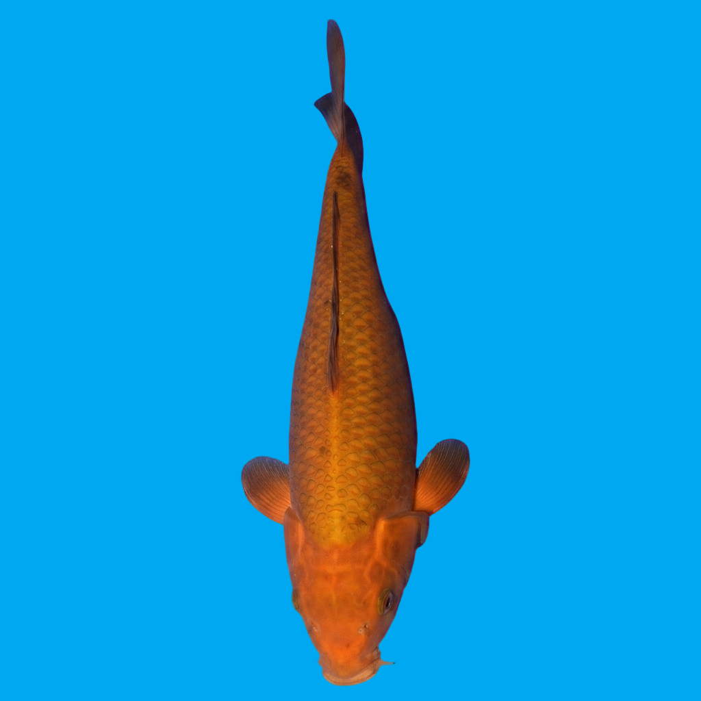 Chagoi
