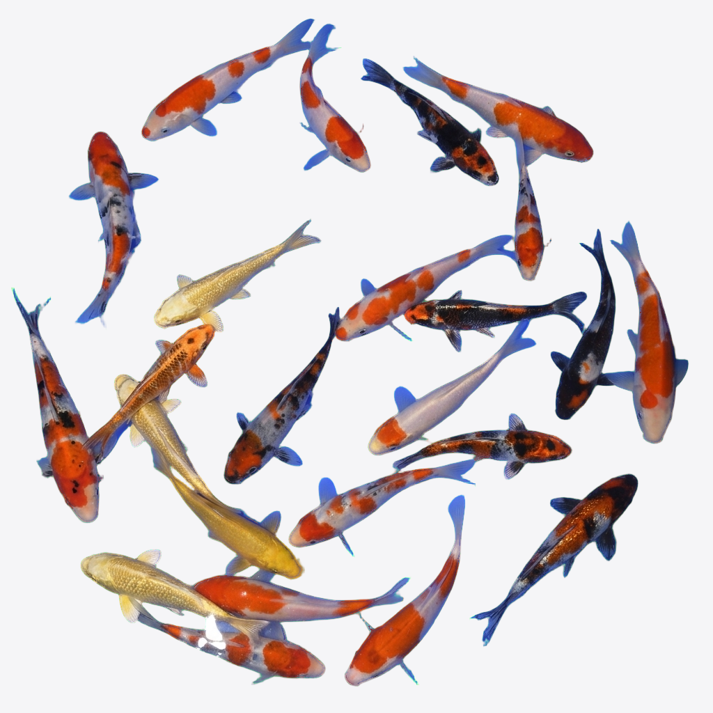 Tosai Mix 2025 (15-22cm) Züchter Suda R2C