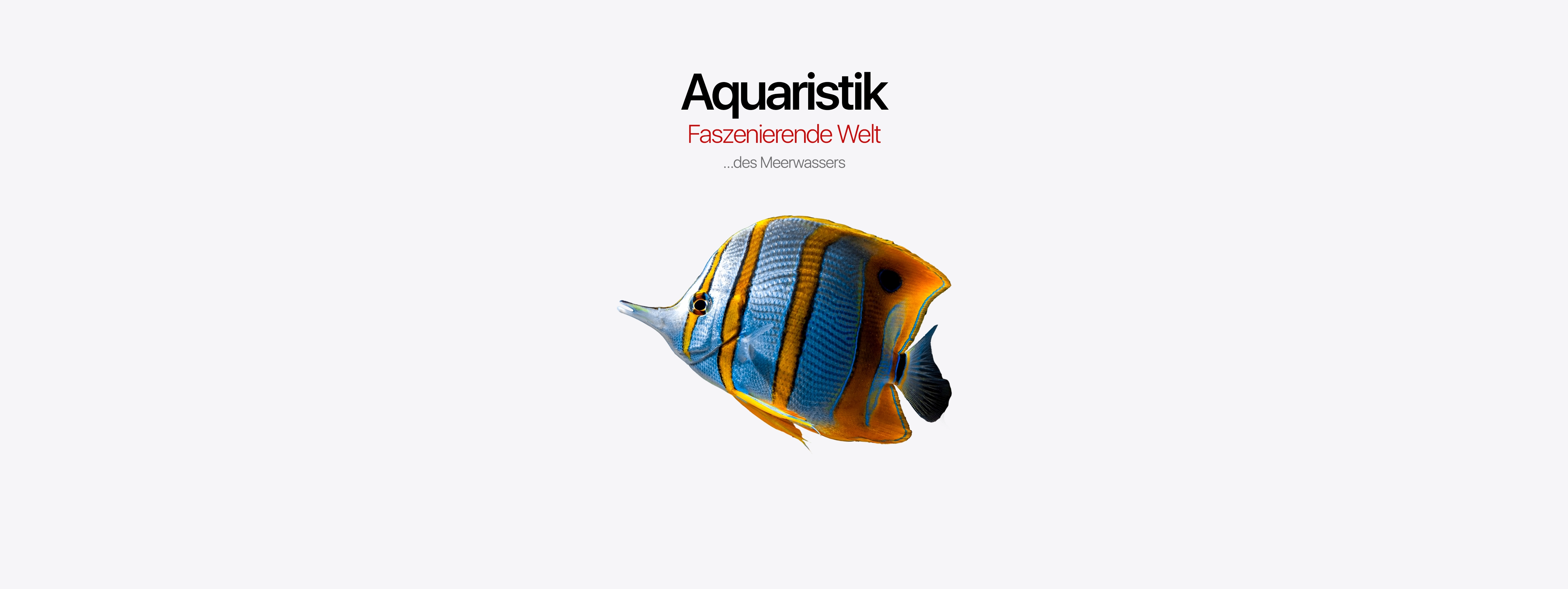 banner_aquaristik_meerwasser