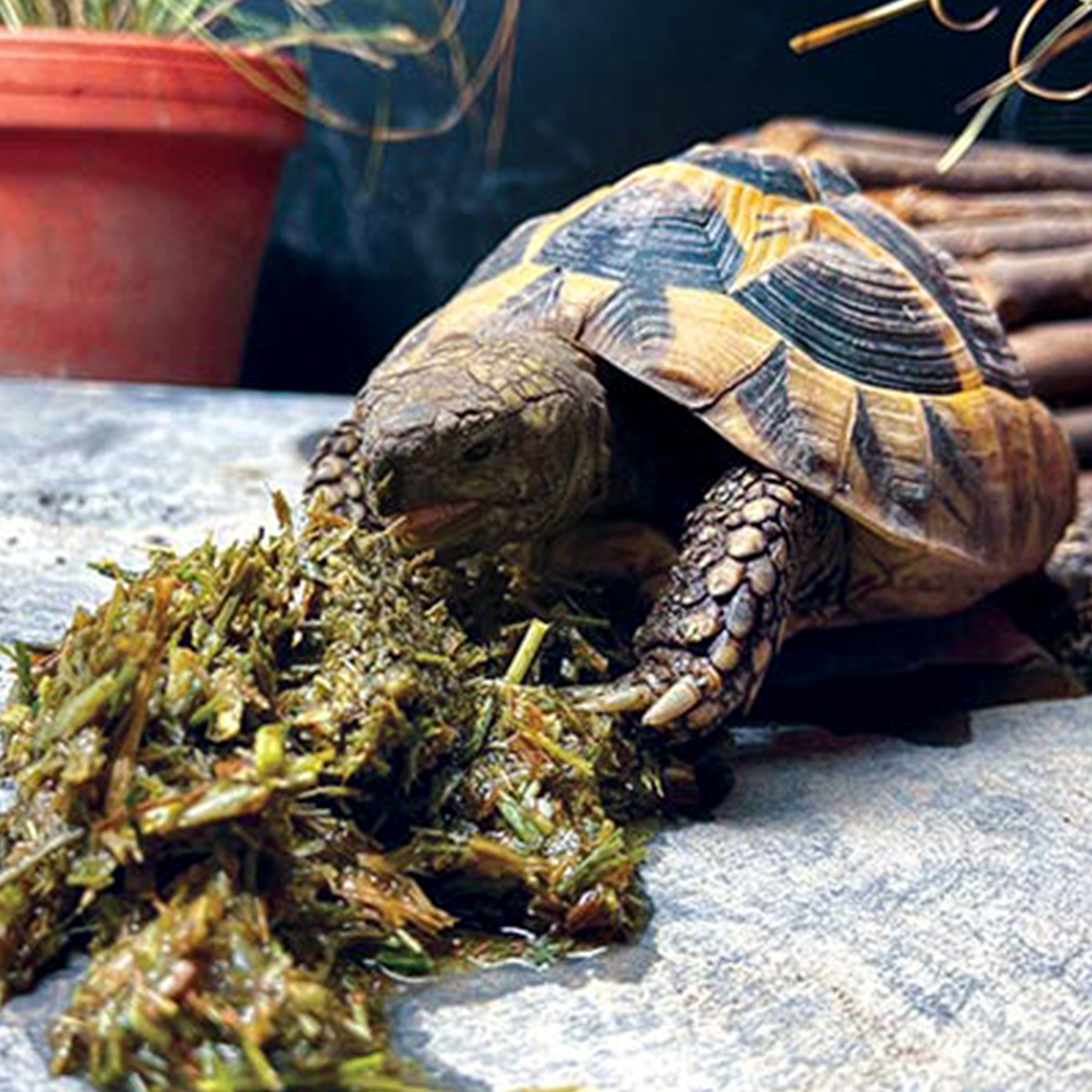 Arcadia EarthPro Optimised52 Tortoise Food Freshly Pressed – Frisch gepresstes Landschildkrötenfutter