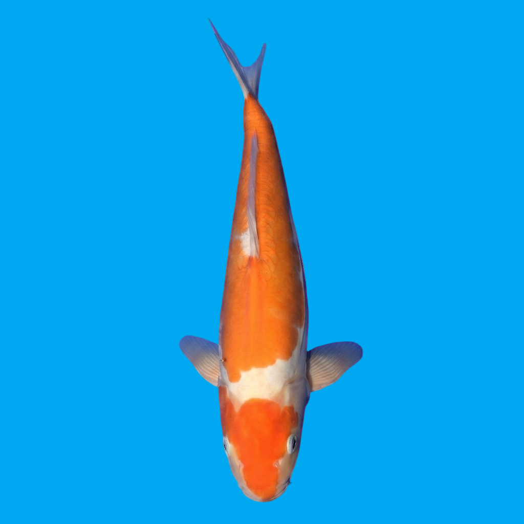 Doitsu Kohaku