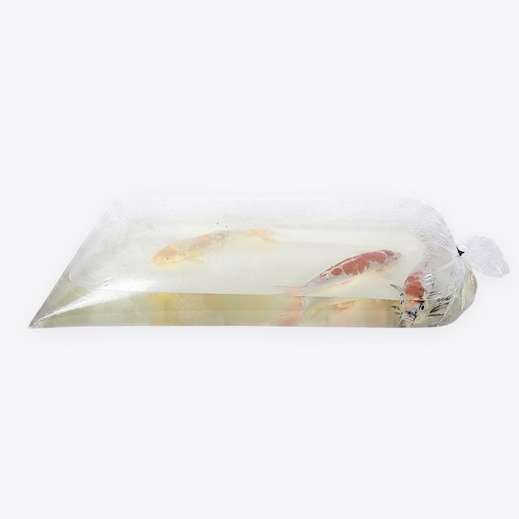 Fischtransporttüten, 10 Stück groß & klein