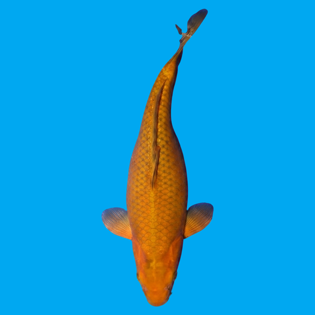 Chagoi