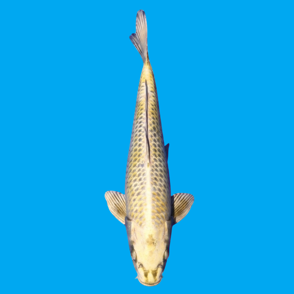 Mukashi Ogon