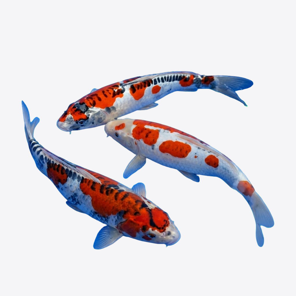 FlexBeam Koi Edition 40 Watt