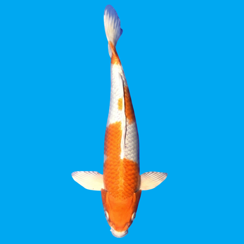 Kujaku