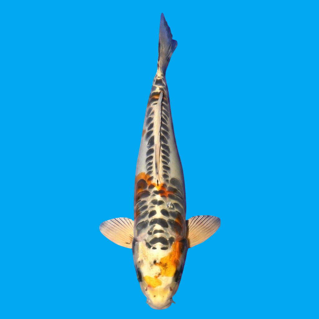 Beni Kikokuryu