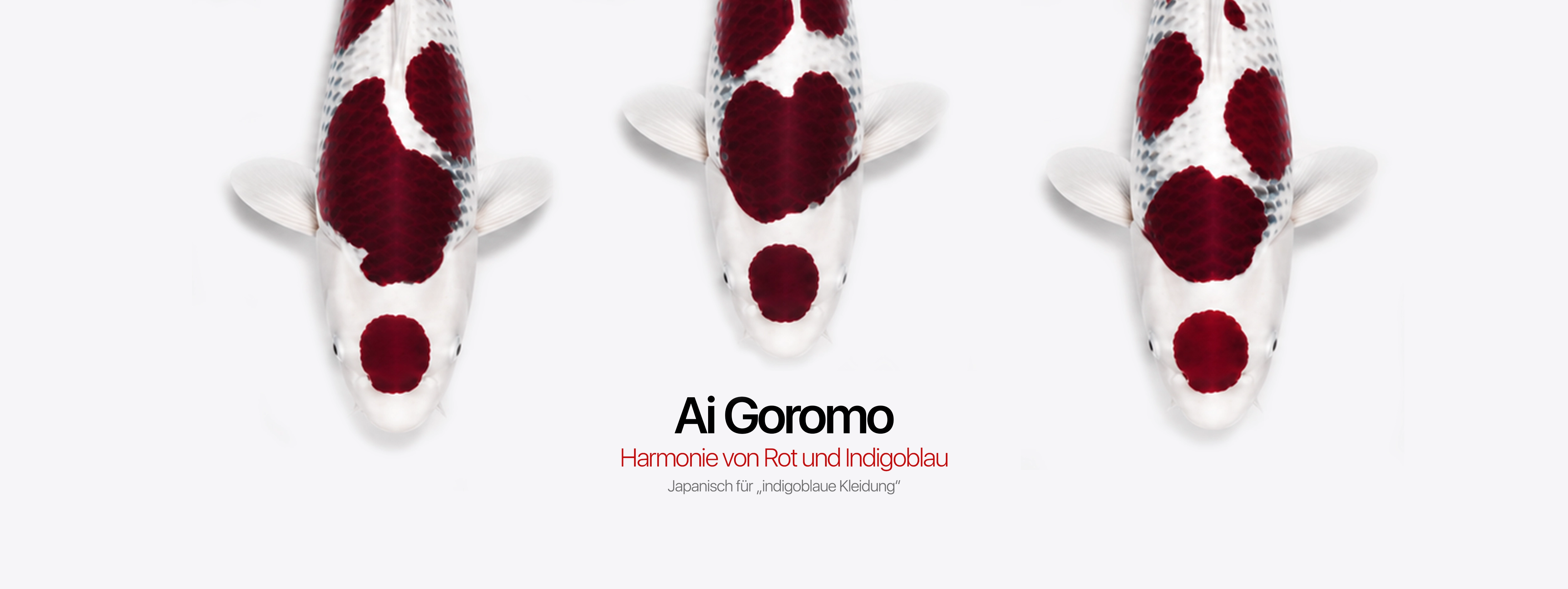 banner_kategorie_ai_goromo-koi