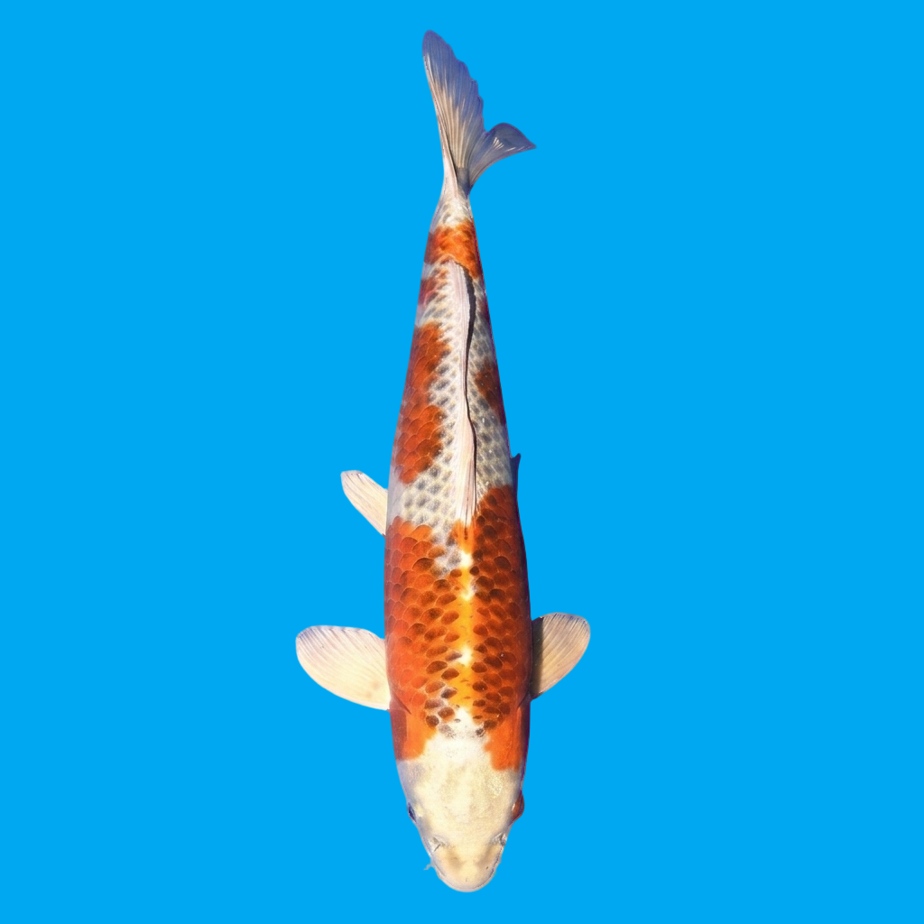 Kujaku