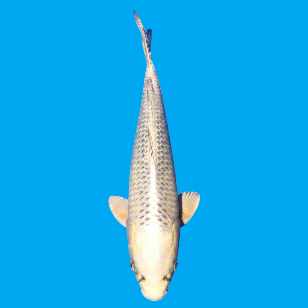 Yamabuki Ogon