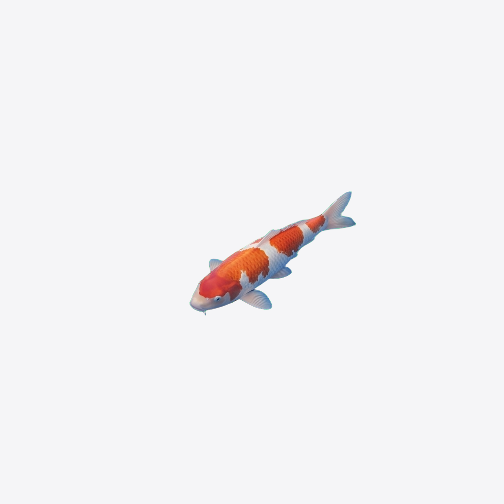 Koi Messwanne 62cm