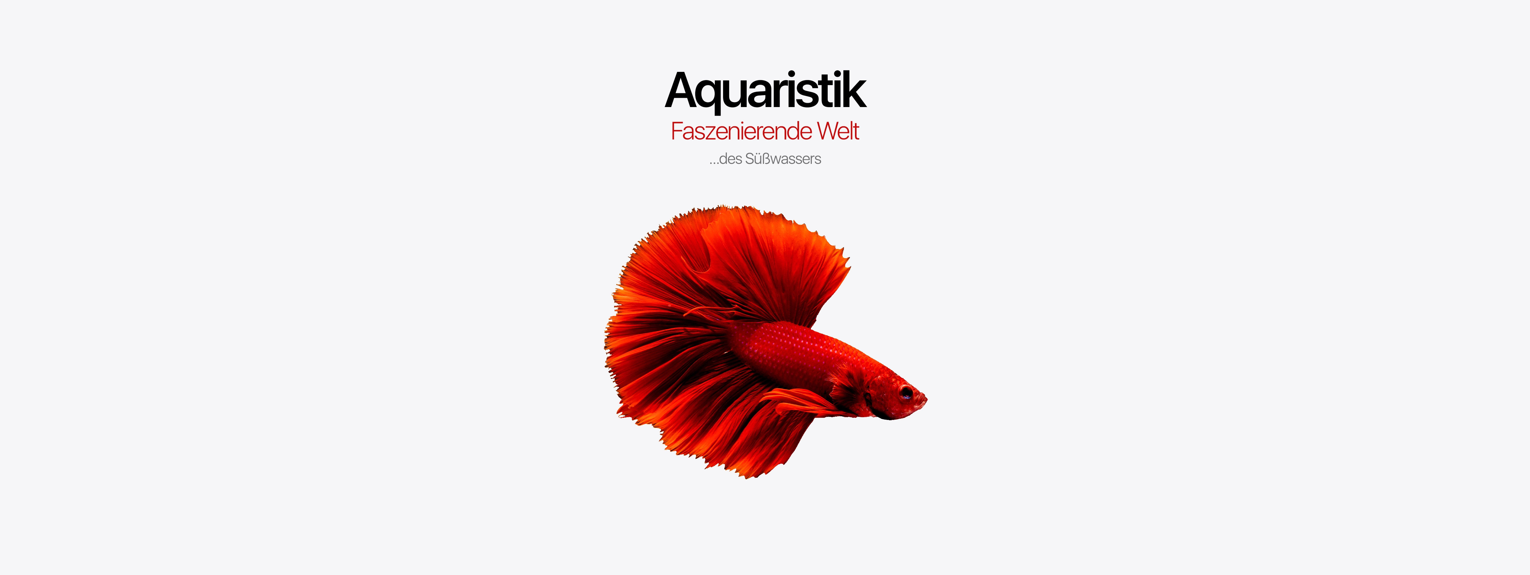 banner_aquaristik_swasser